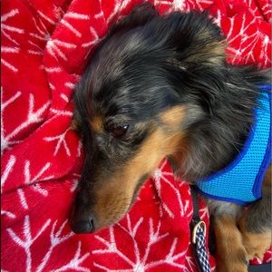 Meet your Posher, Ava